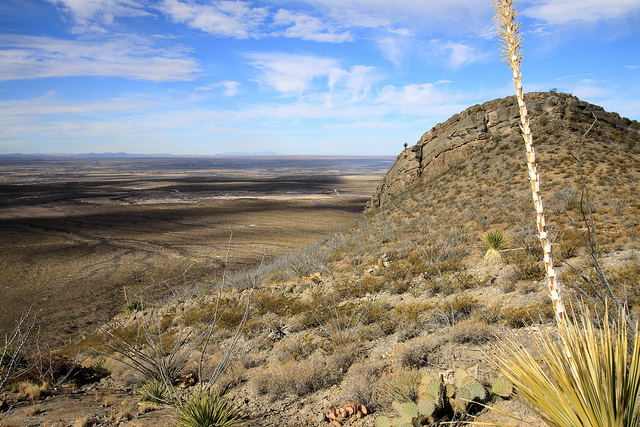 Mesilla Valley Bosque State Park